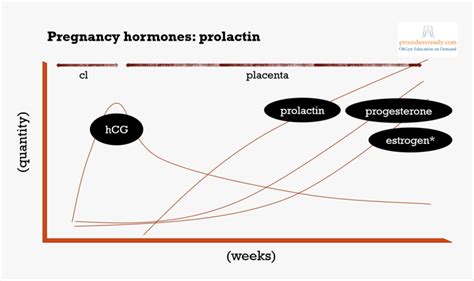 Pregnancy Hormones & Prolactin Regulation Diagram, HD Png Download ...