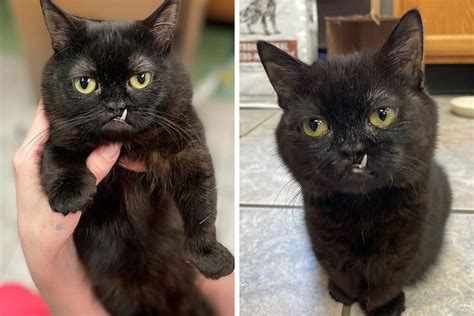 An Animal Clinic That Adopted This Black Cat, Realized He Wouldn’t Grow ...