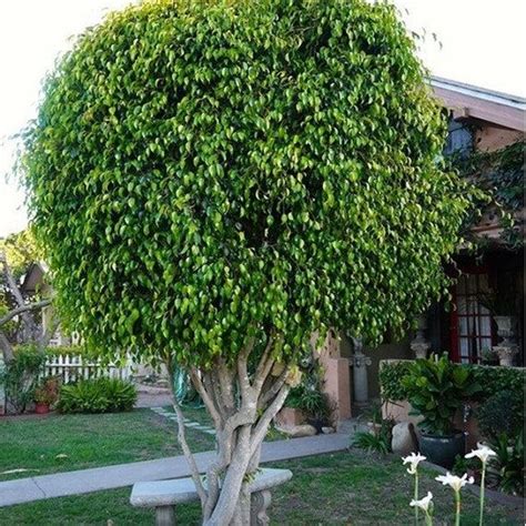 Weeping Fig Ficus Tree Seeds Ficus Benjamina Seeds Etsy Canada