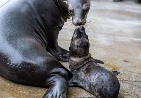 Pittsburgh Zoo welcomes California sea lion pup 'Kai' to Kids Kingdom ...