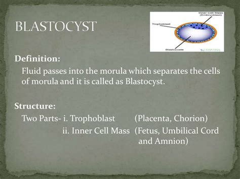 Process of conception | PPT | Free Download