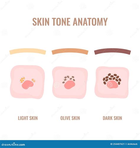 Human Skin Pigmentation and Melanin Distribution Diagram Stock Vector ...