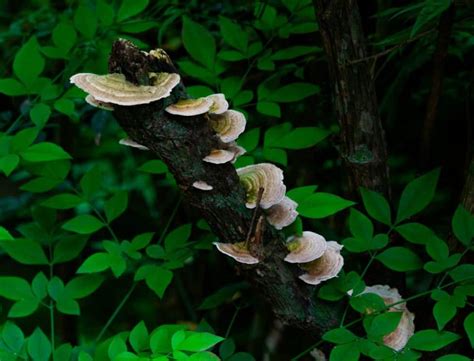 7 Common Mushrooms In Iowa Star Mushroom Farms