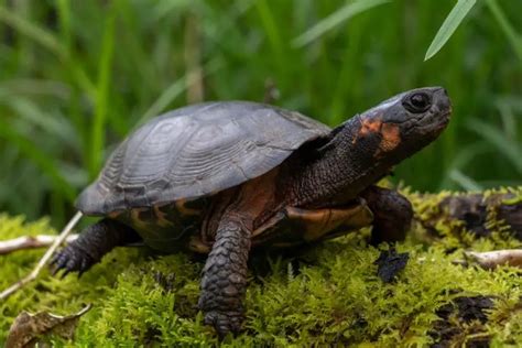 Turtles In Pennsylvania Species That Are Found Here