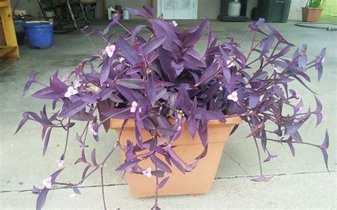 Tradescantia Pallida