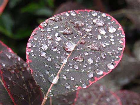 Kats Door Geeske Harkema Kats Van De Regen In De Drup V Flickr