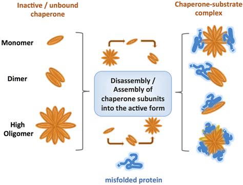 Comparison Of Various Types Of Oligomerization Observed For Different