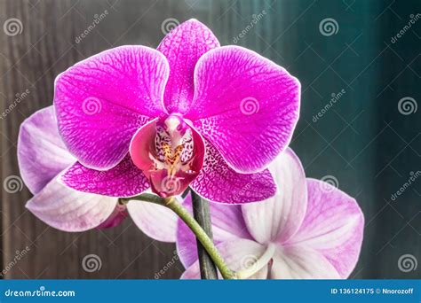 Pink Phalaenopsis Or Moth Dendrobium Orchid Flower In Winter Or Spring