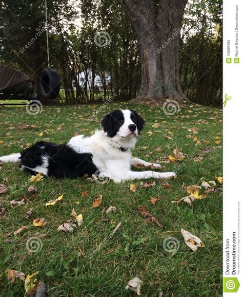 Black Border Collie Springer Spaniel Mix - irene-montero