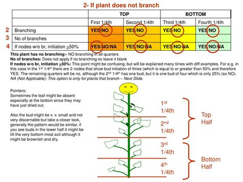 process  branching powerpoint    id