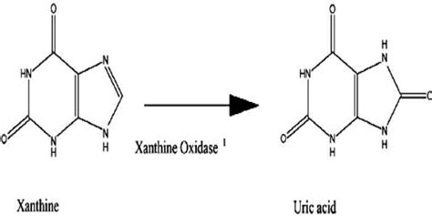 Xanthine Oxidase - Assignment Point