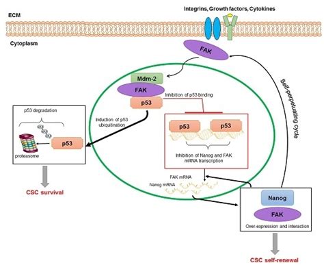 Ijms Free Full Text Focal Adhesion Kinase Insight Into Molecular