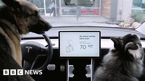 Teslas Dog Mode Keeps Pets Cool And Other Tech News Bbc News