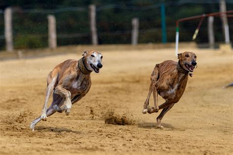 Greyhound Track Info Current Auctions Trials Lsl Auctions News