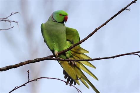 10 pieces of amazing Scottish wildlife to look out for in February