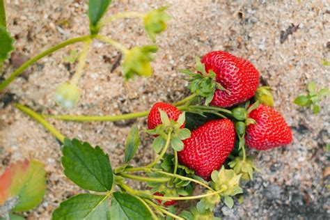 Bayas De Fresas Rojas Grandes Maduras Frescas En Un Invernadero Foto