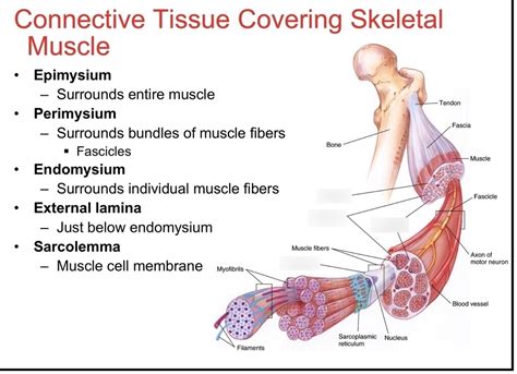 Connective Tissue Layers Of A Muscle Diagram Muscle Tissue C