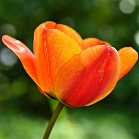 A Beginner S Guide To Growing Orange Tulips