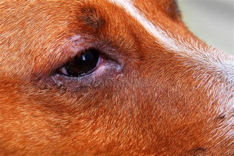 Portrait of a Dog with Eye Problem, Conjunctivitis. Dog with Bad ...