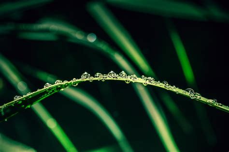 Premium Photo Raindrops On Green Grass