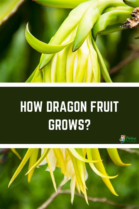 Dragon Fruit Plant Growth Stages