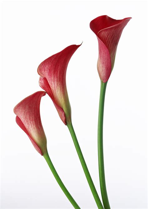 Red Calla Lily Trio Cross Stitch Pattern Etsy