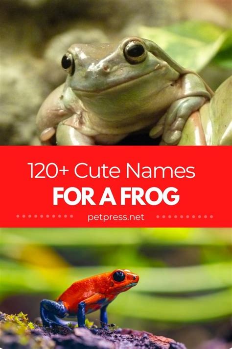 120 Cute Frog Names Cute Name Ideas To Give A Pet Frog