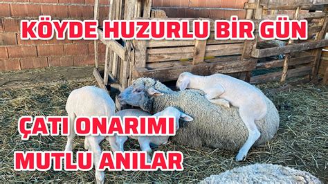 Köyde Yağmurlu Bir Gün Kuzularla Dolu Mutlu Anılar ve Çatı Onarımı