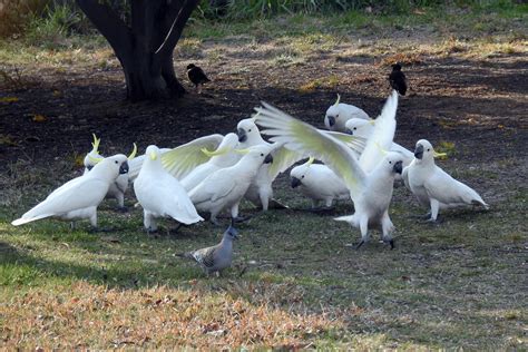 Sulphur Crested Cockatoo From Macarthur Tuggeranong Act Australia On