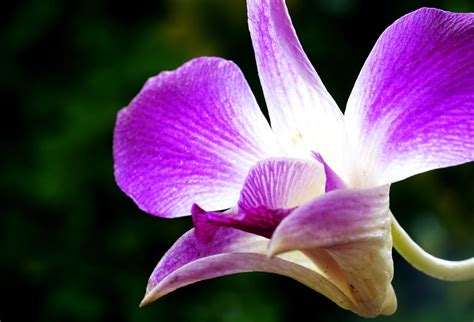 Orchid Petals Flower Free Photo On Pixabay Pixabay