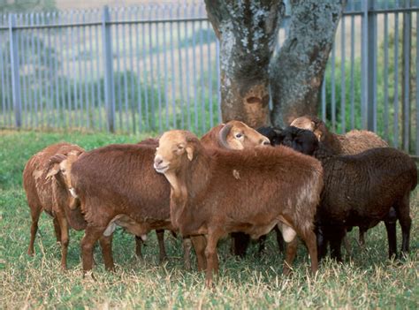 Sheep Breeds In Namibia