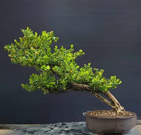 Shop Bonsai Los Angeles Kimura Bonsai Nursery