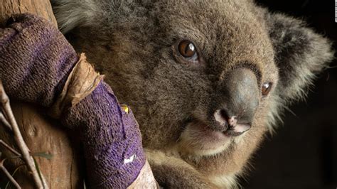 Koala Populations In Decline Due To Increased Human Impacts On Nature Cnn