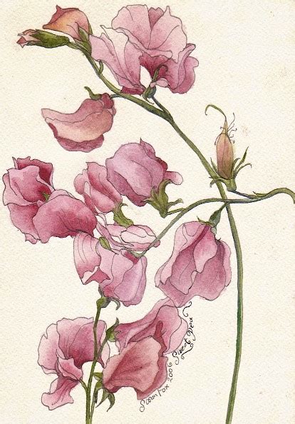 Sweet Pea Drawing At Getdrawings Free Download