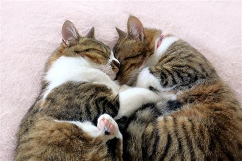 How To Tell If Two Cats Are Bonded? - Cat-World