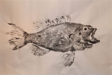 Gyotaku Is The Traditional Japanese Method Of Printing Fish A Practice