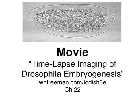 Ppt Bio Embryology Lecture Drosophila Body Plan Powerpoint