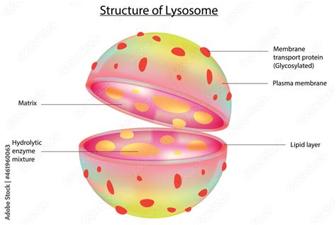 3D structure of Lysosome (Labeled Lysosome anatomy) Stock Vector ...