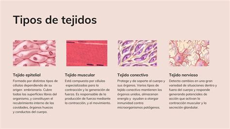 Tipos De Tejidos Apmed Udocz