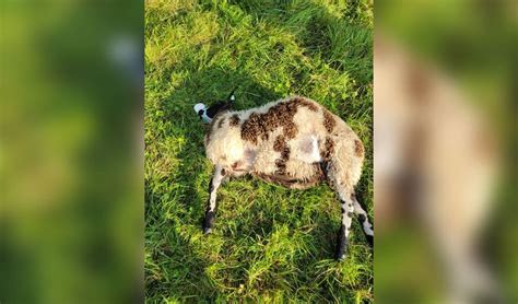 11 Schapen Dood In Langbroek Boer Denkt Aan Wolf Wijks Nieuws