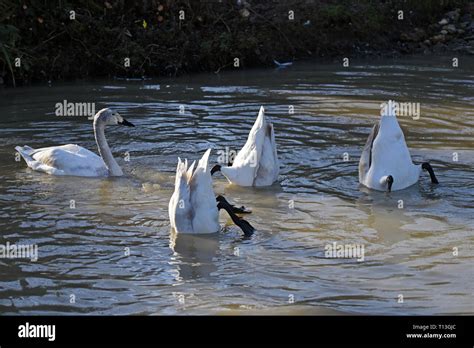 A group of 4 cygnet Bewick Swans (Cygnus bewickii) feeding in a shallow ...