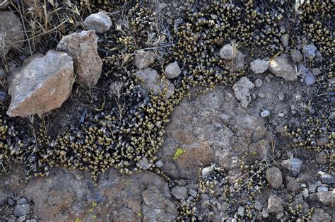 Dirt And Rocks Background Free Stock Photo - Public Domain Pictures