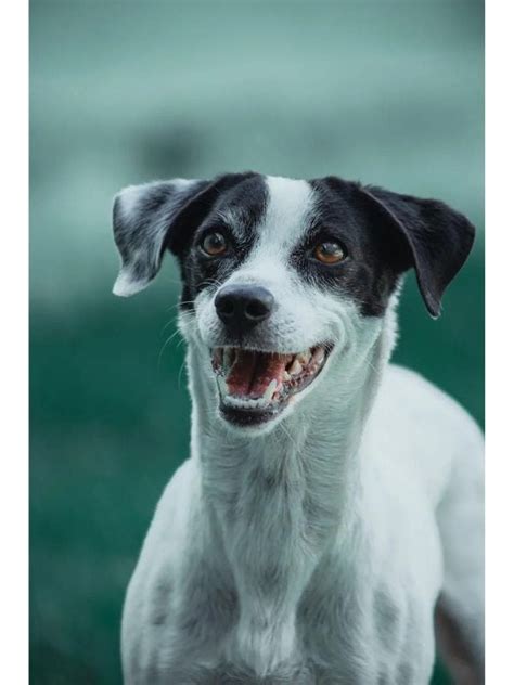 Dog Training The Mindful Dog The North Shore Nahant Ma