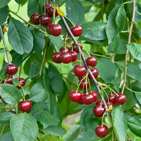 Zwerg Kirsche Prunus Minikirsche Zulauf Gartencenter