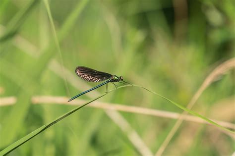 Mariposa Insecto Macro Foto Gratis En Pixabay Pixabay