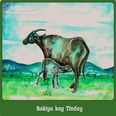 breeds  carabao   philippines bigwas