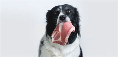 Can Dogs Get Salmonella infection?