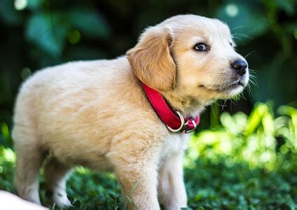 5 Tips to Keep Your Puppy Busy While You’re At Work - Sweet Carolina