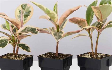 Ficus Elastica Tineke Care The Ultimate Growing Guide