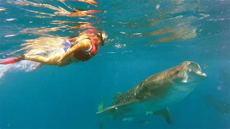 Isla Holbox Excursi N Al Tibur N Ballena Getyourguide